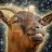 overlandgoat87