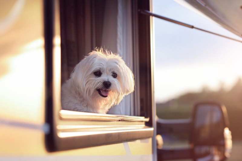 little white dog lookin out an open camper window