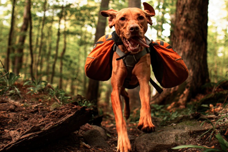 dog wearing a dog backpack running down a hiking trail in the woods