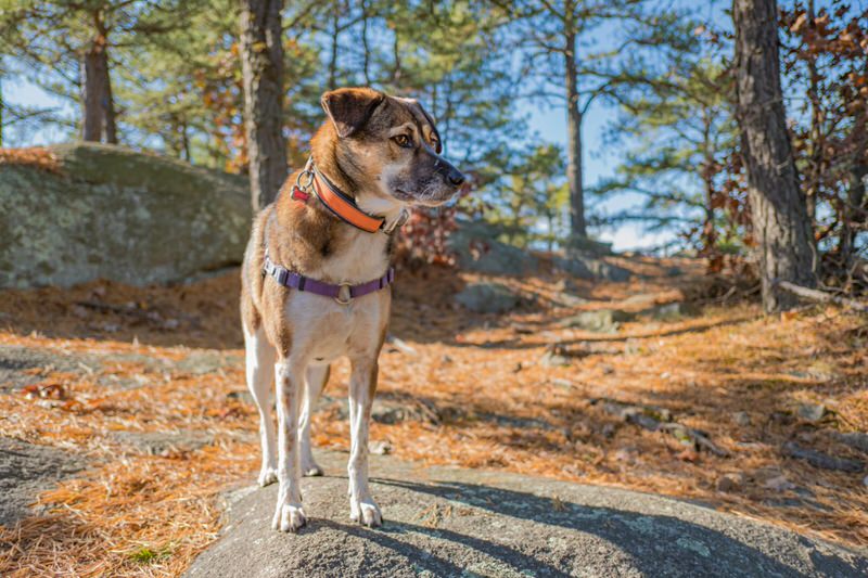 Dog standing on a rock in the woods