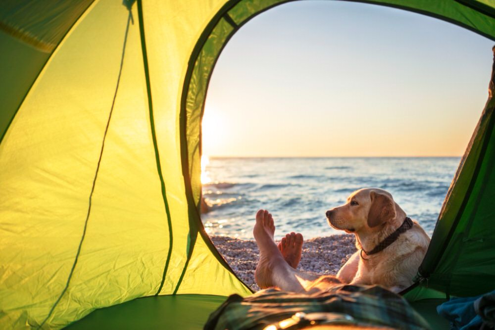 Person and a dog camping on the beach