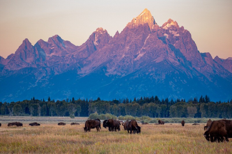 bison in the Tetons