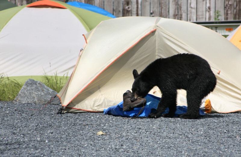 bear eating a shoe in near tents