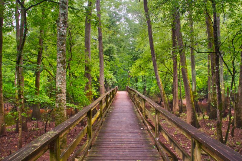 Less-Traveled National Parks Congaree National Park, South Carolina