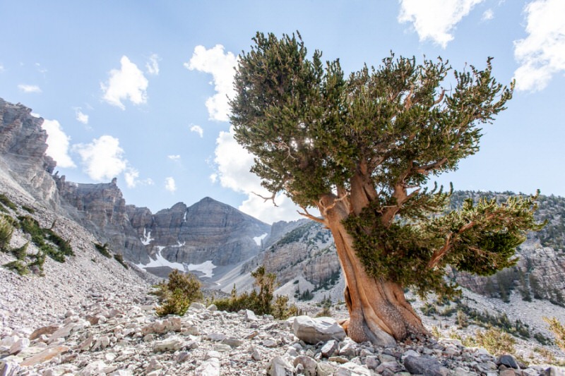 bristlecone pine tree in the mountains