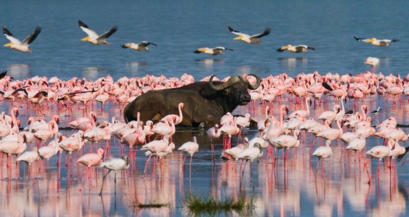 Water buffalo and flamingos in Nakuru Lake in Kenya