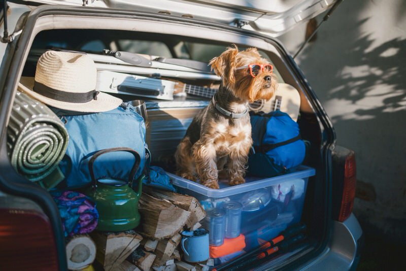 little dog in a packed SUV
