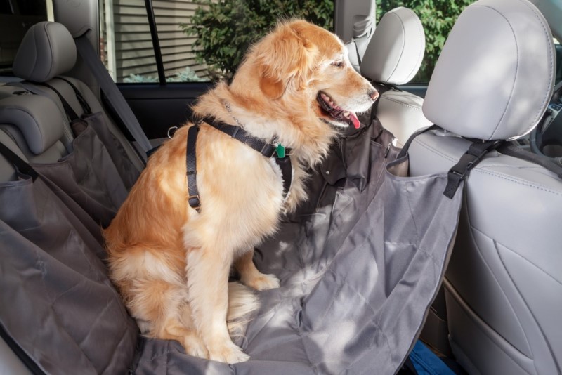 dog in seat harness