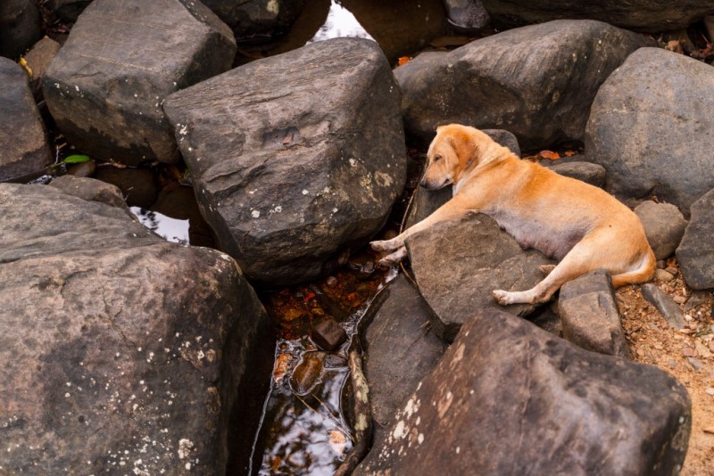 dog sleeping in the rocks