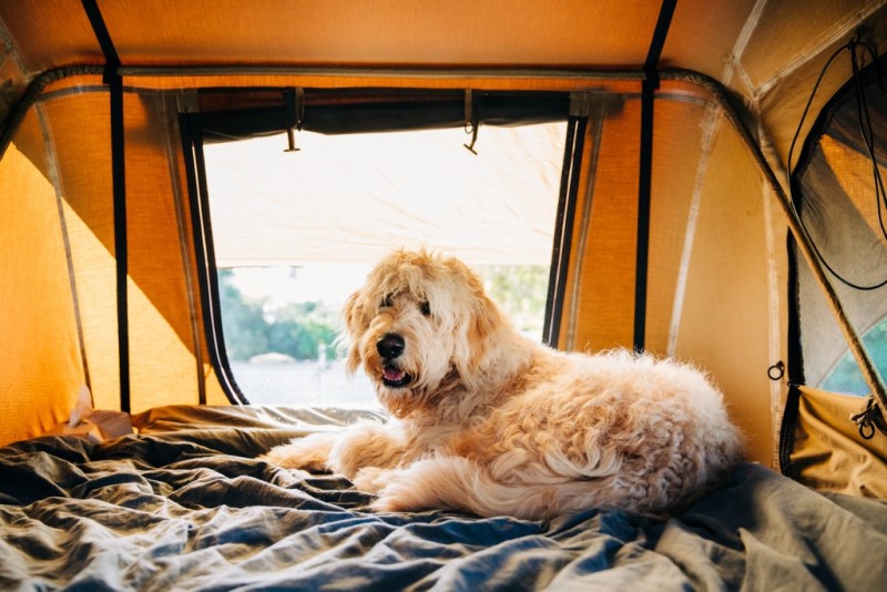dog resting in a tent