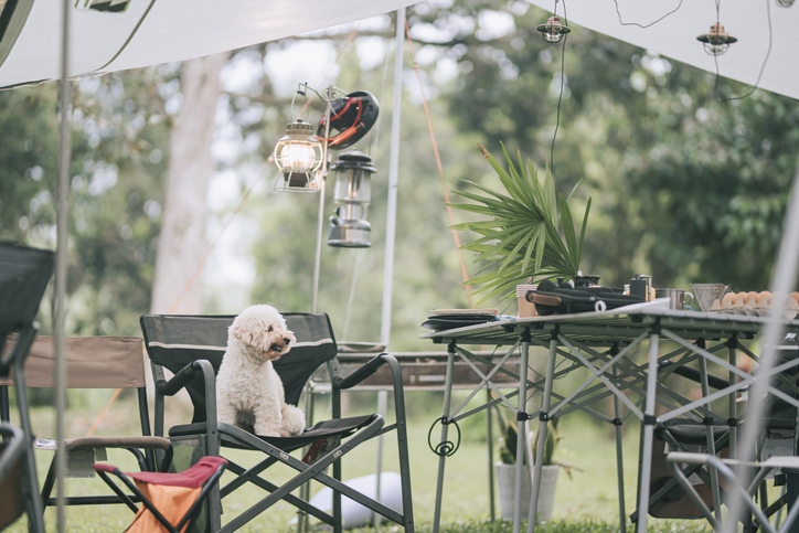 dog at a camping table