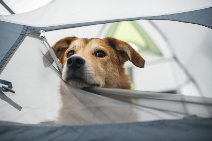 Yellow dog in tent