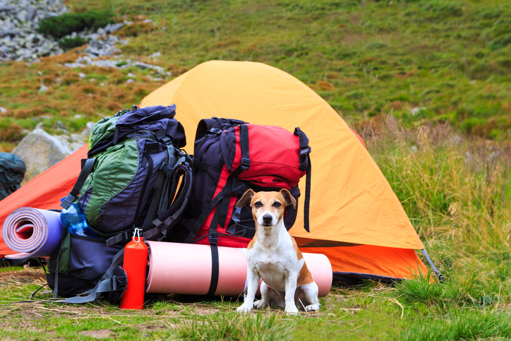 Tips for Camping With Dogs