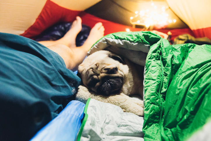 Small cute dog camping in a tent experiencing the benefits of camping