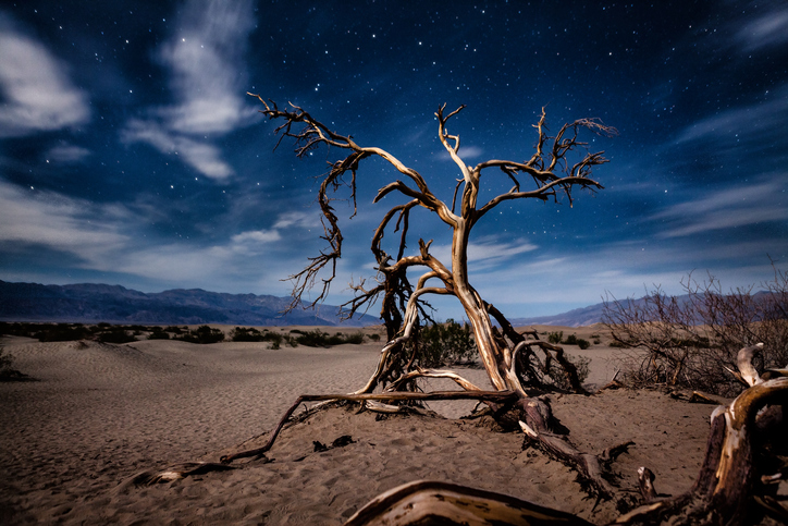 Southern California overlanding - The gnarled and twisted branches of a dead mesquite tree in the sand of the Mesquite Flat Dunes in Death Valley National Park, lit by moonlight at night with stars emerging from a semi-cloudy sky.