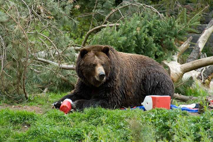A brown bear trashing a campground and eating all of the food!