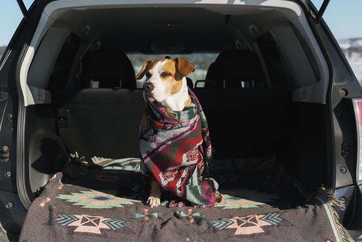 Dog wrapped in a blanket in an SUV