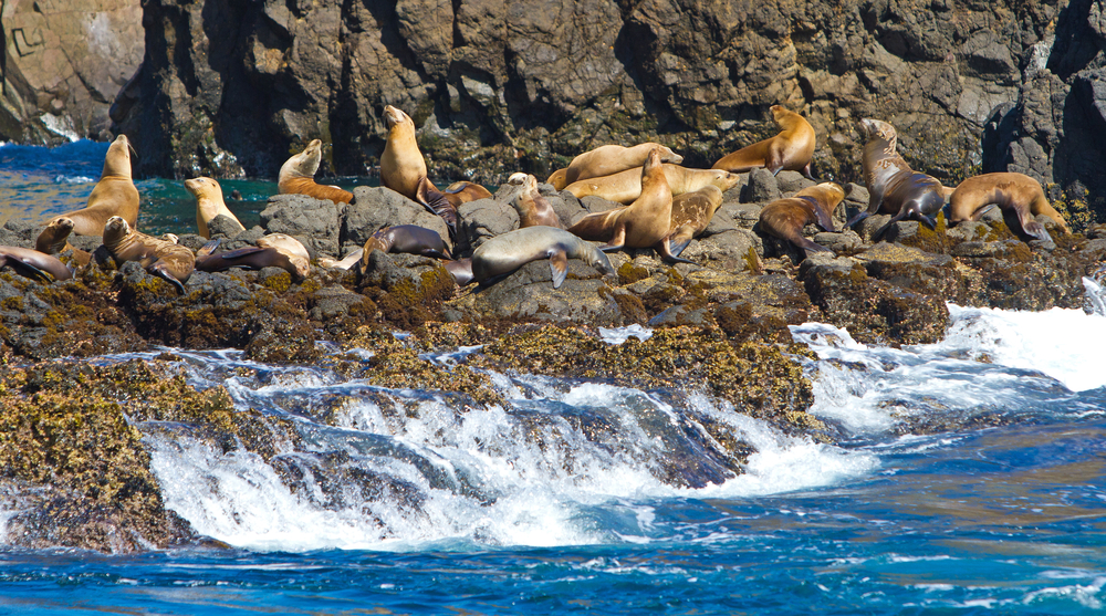 Sea lions, Channel Islands National Park, California, USA