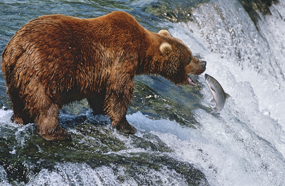 Katmai National Park, Brown Bear catching Salmon in river